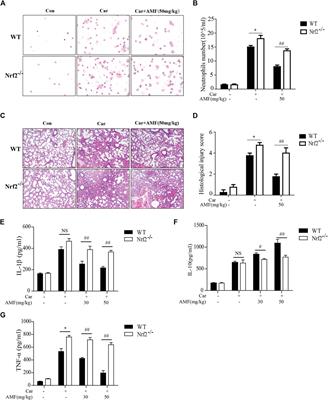 Amentoflavone Ameliorates Carrageenan-Induced Pleurisy and Lung Injury by Inhibiting the NF-κB/STAT3 Pathways via Nrf2 Activation